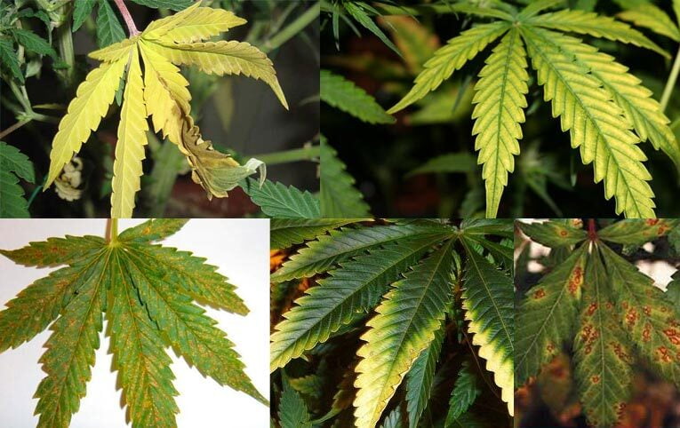 CARENCIAS Y EXCESOS DE NUTRIENTES EN LAS PLANTAS DE CANNABIS