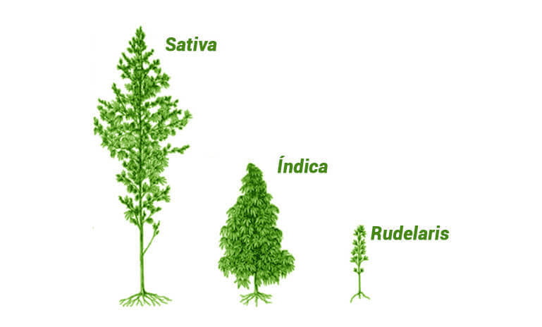 Marihuana Tipos de Cannabis