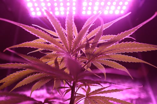 Cannabis Cultivada Indoor