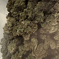 Chem Funk Indoor Hidropónica Chem Funk Indoor Hidropónica