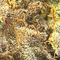 Chem Funk Indoor Hidropónica Chem Funk Indoor Hidropónica