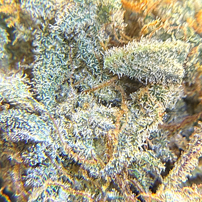 Invaders x Ghost Kong Indoor Hidropónica Premium