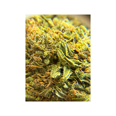 Blue Dream Greenhouse Exotic Living Soil