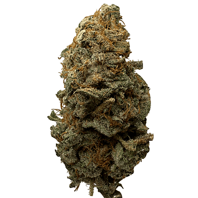 Invaders x Ghost Kong Indoor Hidropónica Premium