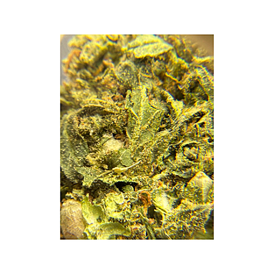 Blue Dream Greenhouse Exotic Living Soil