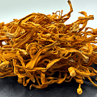 Hongo Cordyceps Militaris seco Hongo Cordyceps Militaris seco