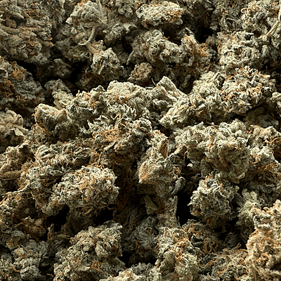 Invaders x Ghost Kong Indoor Hidropónica Premium