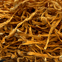 Hongo Cordyceps Militaris seco Hongo Cordyceps Militaris seco