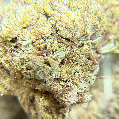 Cerrito Kush Exterior Regular