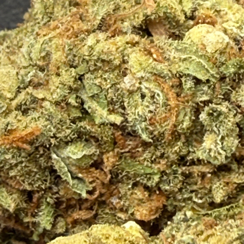 Kali Kush Haze Greenhouse 
