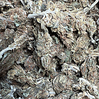 Amnesia Haze Exterior Amnesia Haze Exterior