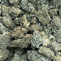 Cali Shine Greenhouse Exotic Cali Shine Greenhouse Exotic