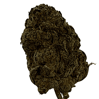 Berry Pie Indoor Básica Berry Pie Indoor Básica