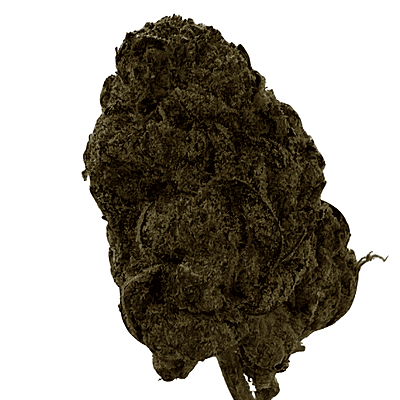 Berry Pie Indoor Básica