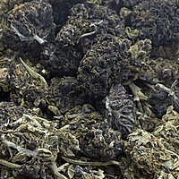 Purple Kush Greenhouse Purple Kush Greenhouse