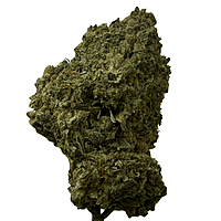 Velvet Gucci indoor Velvet Gucci indoor