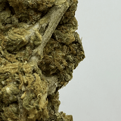 Apricot Gelato Greenhouse Exotic