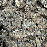 Amnesia Haze Exterior Amnesia Haze Exterior