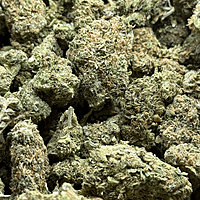 Cali Shine Greenhouse Exotic Cali Shine Greenhouse Exotic