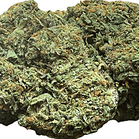 Girl Scout Cookies Greenhouse Exotic Girl Scout Cookies Greenhouse Exotic
