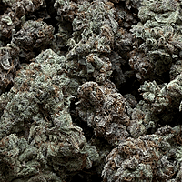 Chem Funk Indoor Hidropónica Chem Funk Indoor Hidropónica