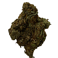 Mayoreo Cerrito Kush exterior regular Mayoreo Cerrito Kush exterior regular
