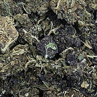 Purple Kush Greenhouse Purple Kush Greenhouse