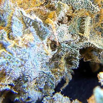 Invaders x Ghost Kong Indoor Hidropónica Premium