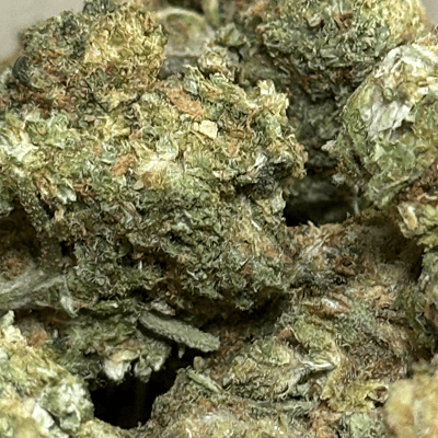 Apricot Gelato Greenhouse Exotic