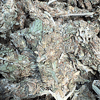 Amnesia Haze Exterior Amnesia Haze Exterior