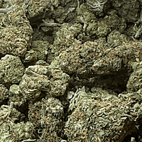 Cali Shine Greenhouse Exotic Cali Shine Greenhouse Exotic