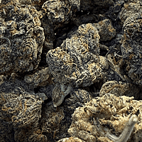 Berry Pie Indoor Básica Berry Pie Indoor Básica