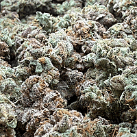 Chem Funk Indoor Hidropónica Chem Funk Indoor Hidropónica