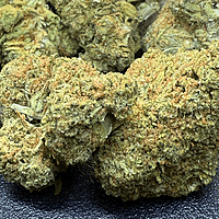 Velvet Gucci indoor Velvet Gucci indoor