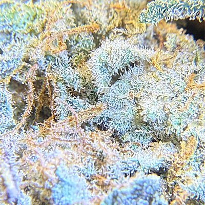 Invaders x Ghost Kong Indoor Hidropónica Premium