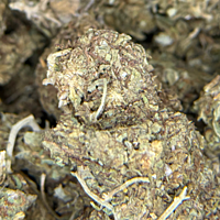 Mayoreo Cerrito Kush exterior regular Mayoreo Cerrito Kush exterior regular