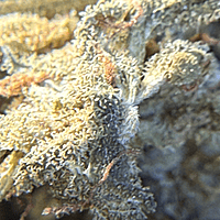 Amnesia Haze Exterior Amnesia Haze Exterior