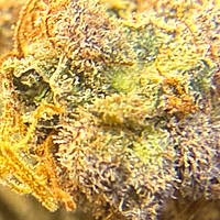 Chem Funk Indoor Hidropónica Chem Funk Indoor Hidropónica