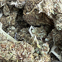 Mayoreo Cerrito Kush exterior regular Mayoreo Cerrito Kush exterior regular