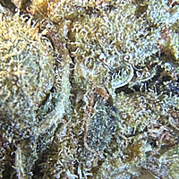 Amnesia Haze Exterior Amnesia Haze Exterior