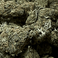 Cali Shine Greenhouse Exotic Cali Shine Greenhouse Exotic