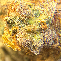 Chem Funk Indoor Hidropónica Chem Funk Indoor Hidropónica