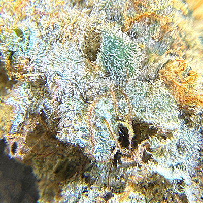 Invaders x Ghost Kong Indoor Hidropónica Premium