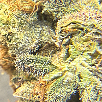 Chem Funk Indoor Hidropónica Chem Funk Indoor Hidropónica