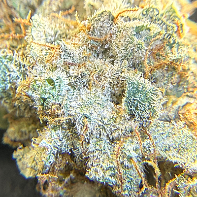 Invaders x Ghost Kong Indoor Hidropónica Premium