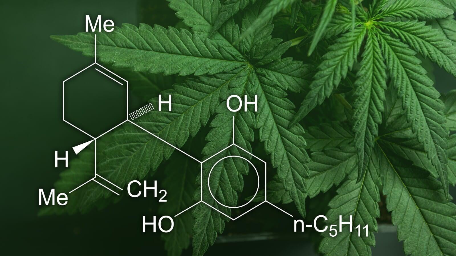 ¿Dónde puede comprar aceite de CBD y qué debo revisar? Una guía de compras de CBD