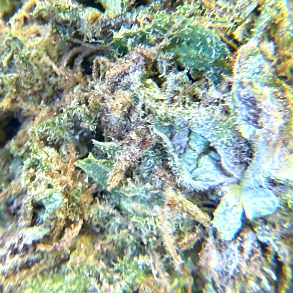 Cherry Pie Greenhouse Exotic