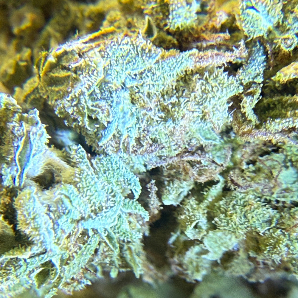 Maui Wowie Greenhouse Standard