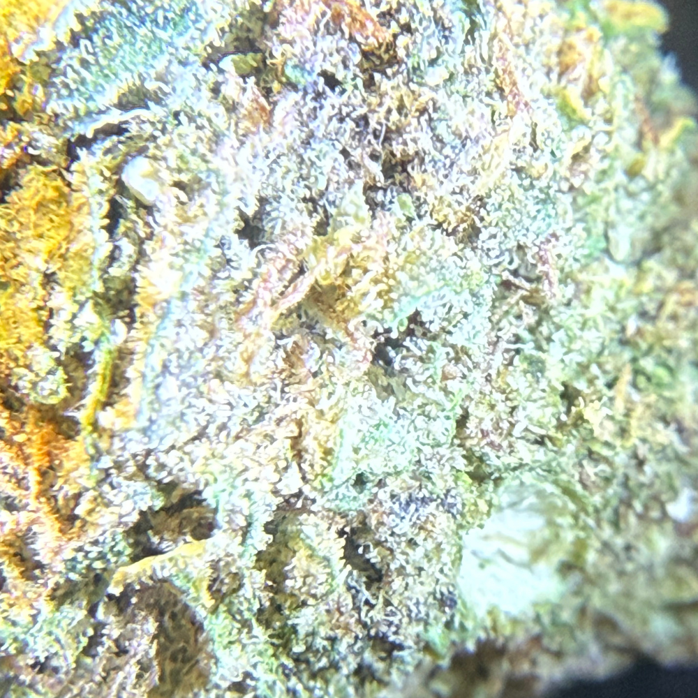 Confetti Greenhouse Standard