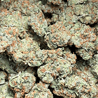 Chem Funk Indoor Hidropónica